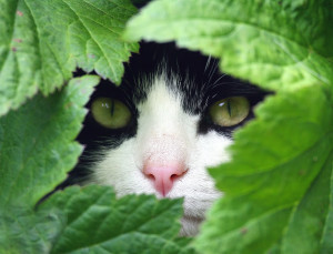 cat in leaves