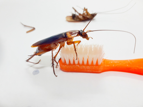 Cockroach Toothbrush La Cucaracha - Michelee Cabot